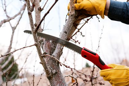Pruning Saws